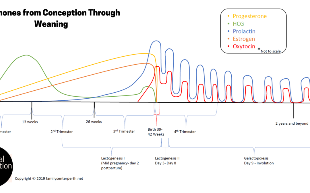 Hormones from Conception Through Weaning